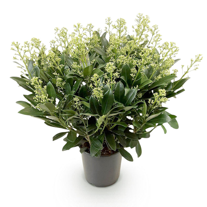 Green boutiQ - Terrasplant - Skimmia japonica Finchy - Bloem Wit - 40+ Bloemen - 1 Plant - Winterhard - Pot 19cm Hoogte 60cm