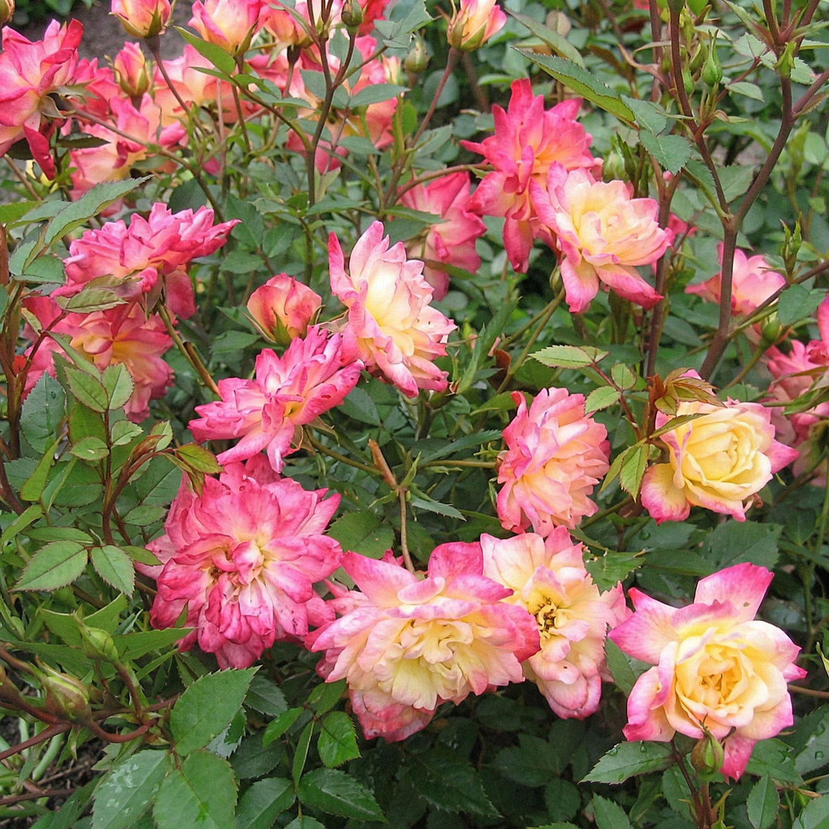 Green boutiQ - Rosier de jardin - Rosa Tricolor Fairy - Rosier - Rustique - Jaune-Rose - 3 Plantes - Pot 12cm - Hauteur 20-25cm