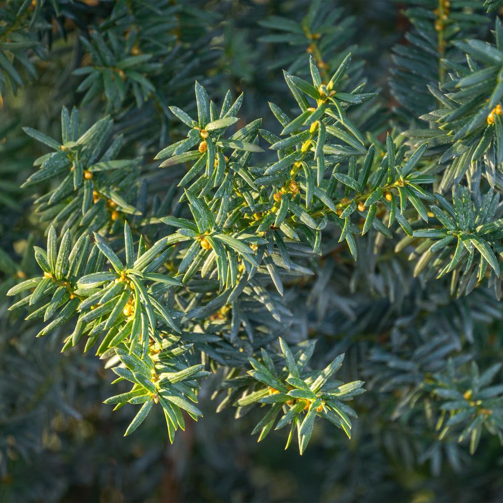 Green boutiQ - Haagplanten - Taxus media Hilii - blad groen - 6 planten - 1 strekkende meter - groenblijvend - pot 17cm hoogte 60cm