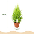Green BoutiQ - Plantes d'intérieur - Cupressus Gold Crest Wilma - Conifère d'intérieur - Entretien facile - Vert - 1 plante - avec pot gris - Pot 21 cm - Hauteur 85-95 cm