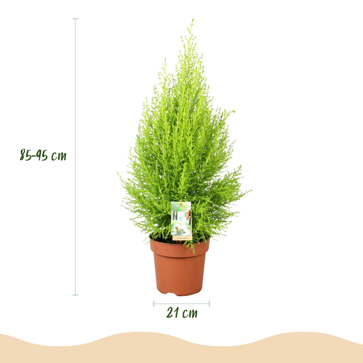 Green BoutiQ - Plantes d'intérieur - Cupressus Gold Crest Wilma - Conifère d'intérieur - Entretien facile - Vert - 1 plante - avec pot gris - Pot 21 cm - Hauteur 85-95 cm