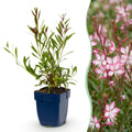 Green boutiQ - Stauden - Gaura lindh. Rosyjane - Prachtkerze - Bienen- und Schmetterlingsmagnet - Rosa - 24 Pflanzen - Topf 11cm - Höhe 15-25cm