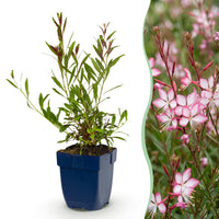 Green boutiQ - Vasteplant - Gaura lindh. Rosyjane - Prachtkaars - Bijen- en vlinderlokkers - Roze - 24 Planten - Pot 11cm - Hoogte 15-25cm