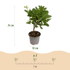 Green boutiQ - Plante de jardin - Cotinus coggygria Young Lady - Vert 1 Plante - Caduc - Peu d'entretien - Pot 12cm Hauteur 35cm