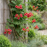 6x Campsis radicans - Trumpet Vine - Orange - Red - Climber - Ø9cm - ↕35cm