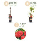 Green boutiQ - Framboisier - Rubus idaeus Malling Promise - Plant de framboisier - Rustique - Framboise rouge - 2 plantes - Pot 15 cm - Hauteur 50 cm