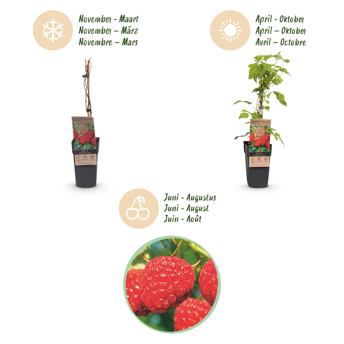 Green boutiQ - Framboisier - Rubus idaeus Malling Promise - Plant de framboisier - Rustique - Framboise rouge - 2 plantes - Pot 15 cm - Hauteur 50 cm