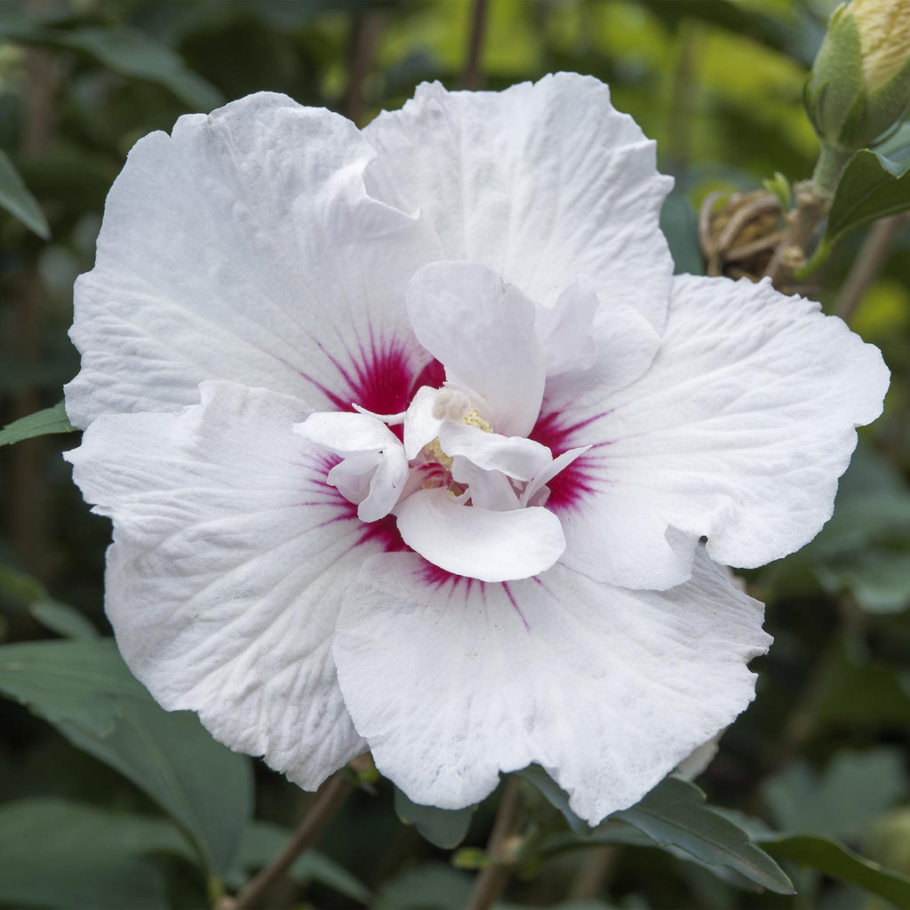 GreenboutiQ - Plante sur tige - Hibiscus syriacus Starburst Chiffon® - Plante de terrasse - Feuilles caduques - Rustique - Fleurs blanc-rose - Pot 19 cm, hauteur 90 cm