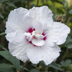 GreenboutiQ - Plante sur tige - Hibiscus syriacus Starburst Chiffon® - Plante de terrasse - Feuilles caduques - Rustique - Fleurs blanc-rose - Pot 19 cm, hauteur 90 cm