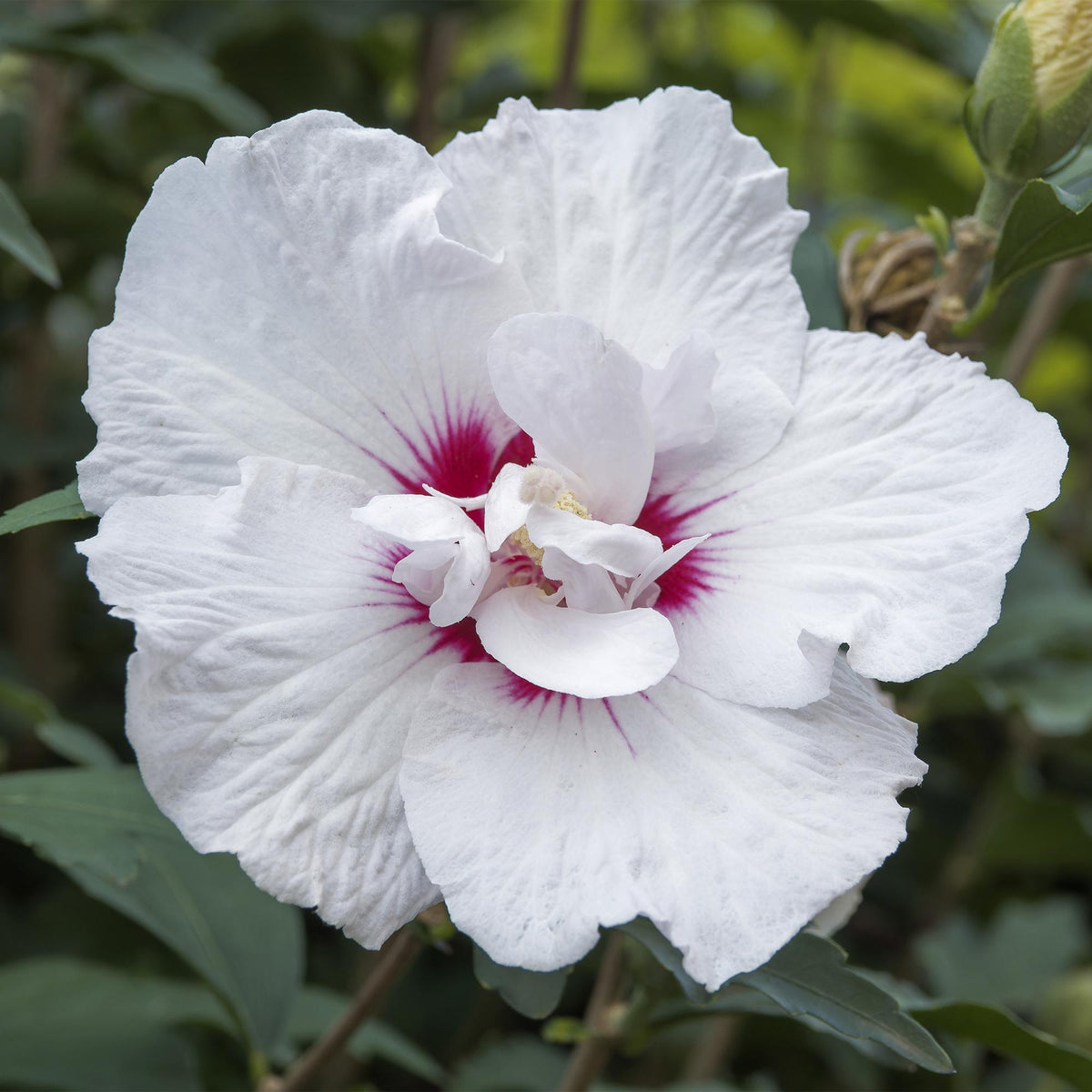GreenboutiQ - Plante sur tige - Hibiscus syriacus Starburst Chiffon® - Plante de terrasse - Feuilles caduques - Rustique - Fleurs blanc-rose - Pot 19 cm, hauteur 90 cm