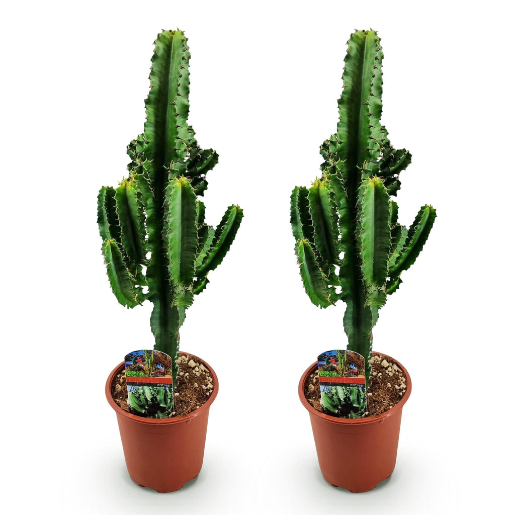 Green boutiQ - Plante d'intérieur - Euphorbia eritrea - Euphorbe d'Érythrée - Entretien facile - Vert - 2 - Pot 17cm - Hauteur 60cm