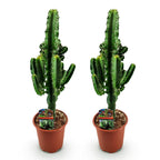 Green boutiQ - Plante d'intérieur - Euphorbia eritrea - Euphorbe d'Érythrée - Entretien facile - Vert - 2 - Pot 17cm - Hauteur 60cm