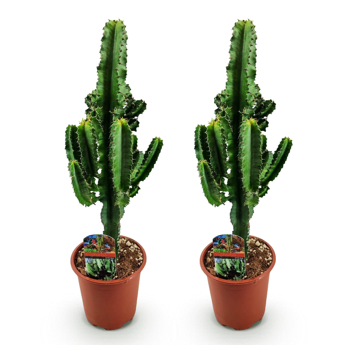 Green boutiQ - Plante d'intérieur - Euphorbia eritrea - Euphorbe d'Érythrée - Entretien facile - Vert - 2 - Pot 17cm - Hauteur 60cm