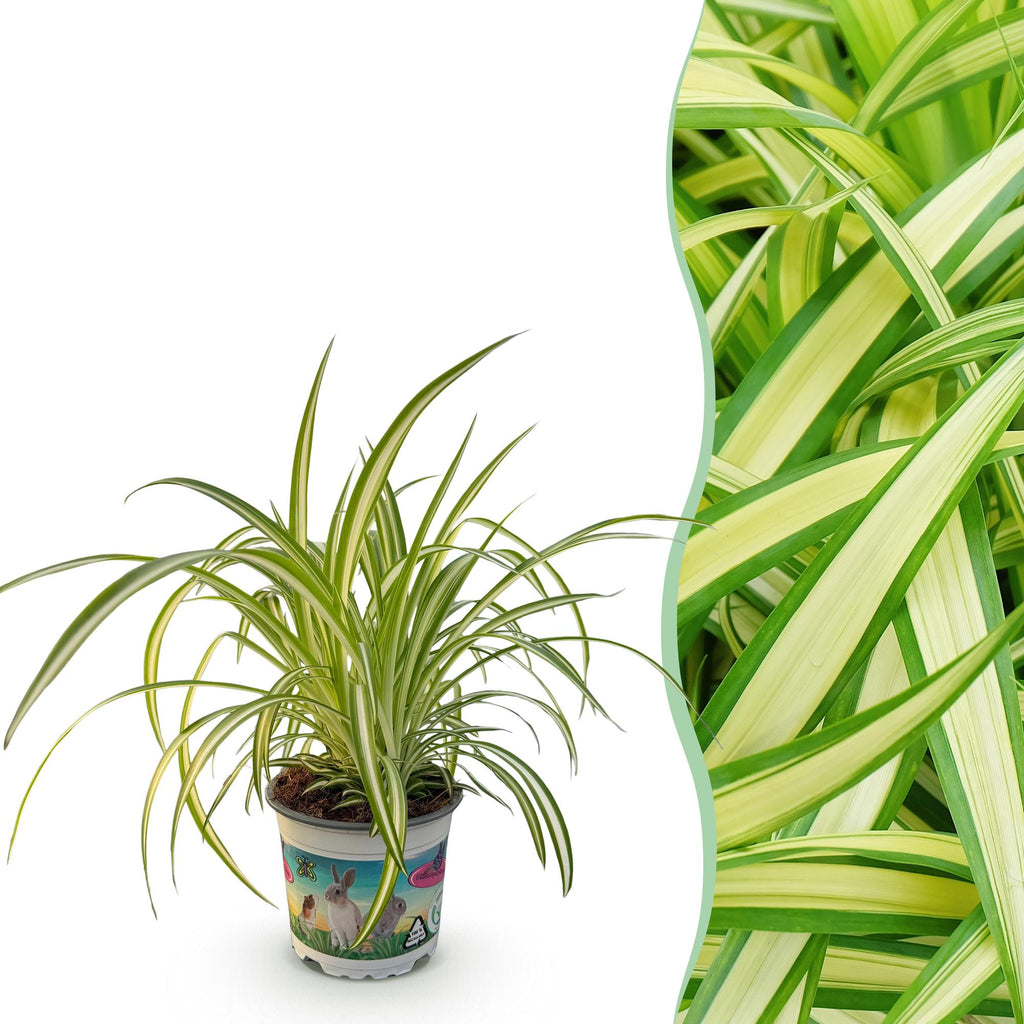 Green boutiQ - Zimmerpflanze - Chlorophytum comosum Variegatum - Grünlilie - Haustierfreundliche Pflanze - Grün - 1 Pflanze - Topf 12cm - Höhe 20cm