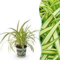 Green boutiQ - Zimmerpflanze - Chlorophytum comosum Variegatum - Grünlilie - Haustierfreundliche Pflanze - Grün - 1 Pflanze - Topf 12cm - Höhe 20cm