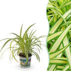 Green boutiQ - Zimmerpflanze - Chlorophytum comosum Variegatum - Grünlilie - Haustierfreundliche Pflanze - Grün - 1 Pflanze - Topf 12cm - Höhe 20cm
