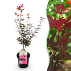 Green boutiQ - Plante de terrasse - Érable du Japon - Acer palmatum Skeetsers Broom - Violet - 1 plante - Caduc - Pot 19 cm Hauteur 70 cm