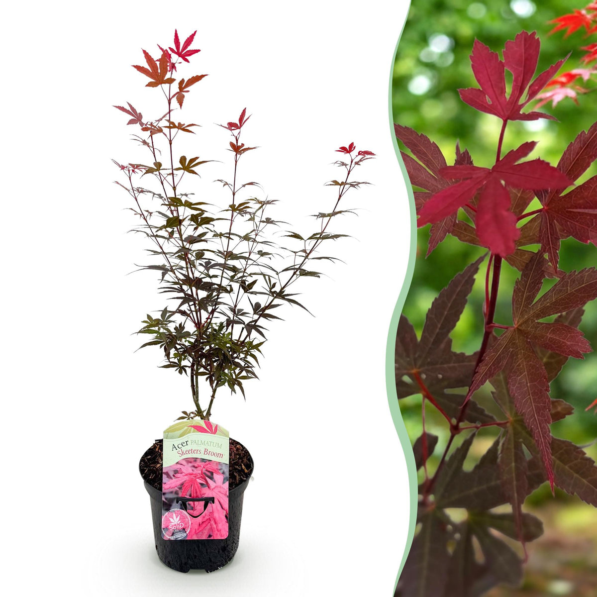 Green boutiQ - Plante de terrasse - Érable du Japon - Acer palmatum Skeetsers Broom - Violet - 1 plante - Caduc - Pot 19 cm Hauteur 70 cm