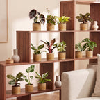 12x Baby Plants Surprise Box - Baby Plants Surprise Box - Various colours - Tropical - incl. Linnea Honey - Ø6cm - ↕5-15cm