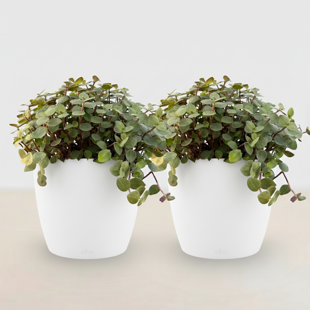 Green boutiQ - Zimmerpflanze - Callisia repens - Katzengras - Haustierfreundlich - Grün - 2 Pflanzen - mit Übertopf Weiß - Topf 12cm - Höhe 17-20cm