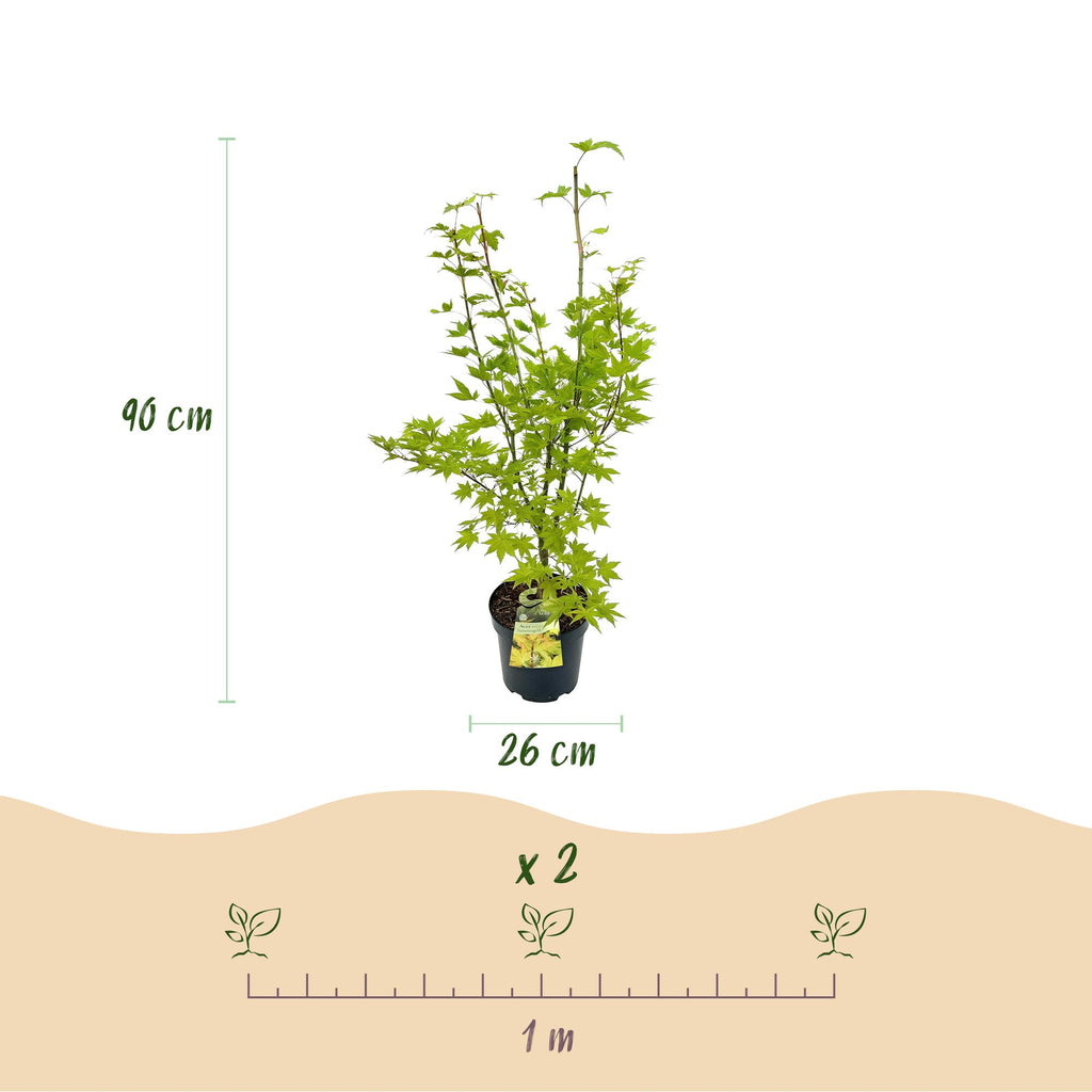 Green boutiQ - Plante de jardin - Acer palmatum Summergold - Érable japonais - Caduc - Jaune - 1 - Pot 26cm - Hauteur 90cm