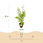 Green boutiQ - Plante de jardin - Acer palmatum Summergold - Érable japonais - Caduc - Jaune - 1 - Pot 26cm - Hauteur 90cm