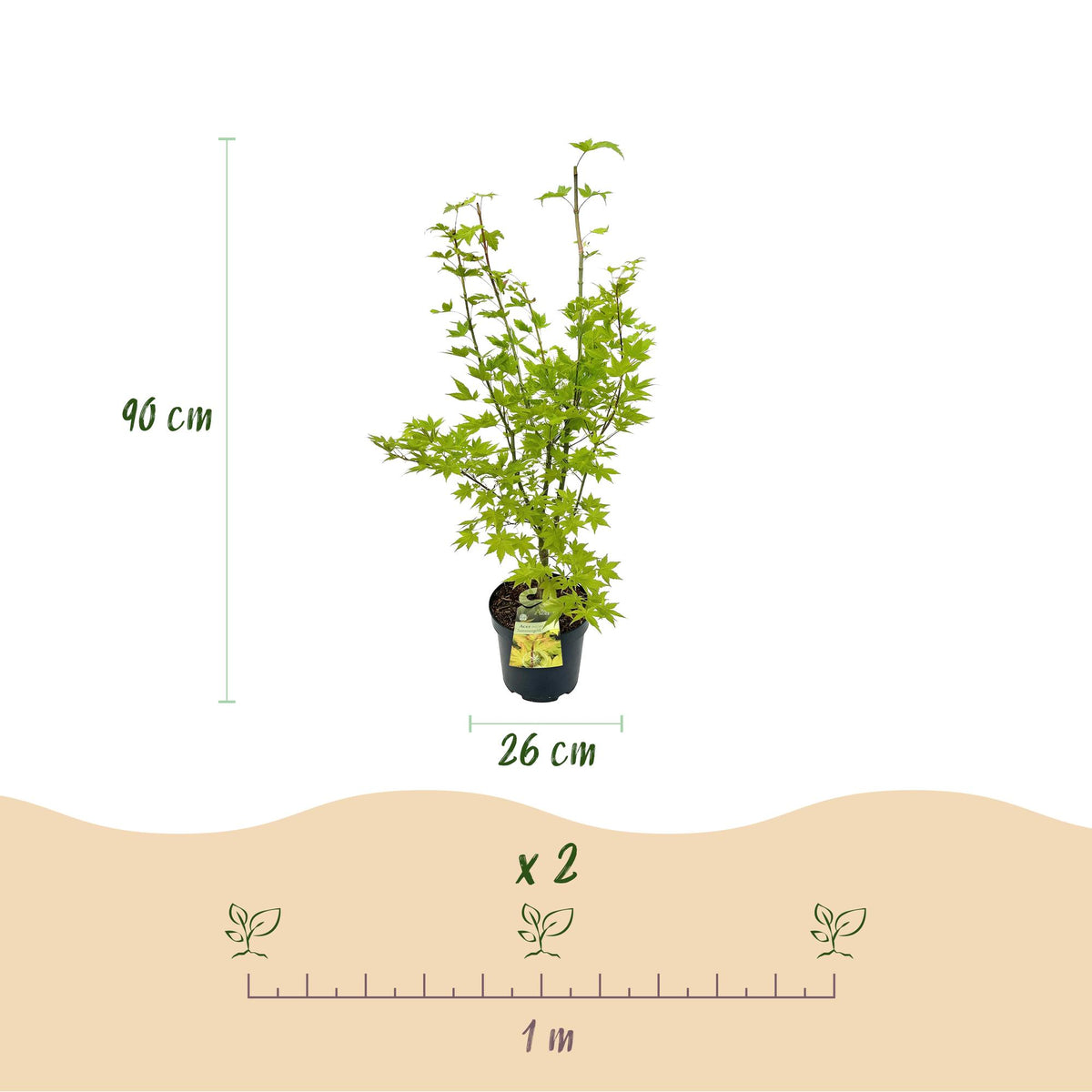 Green boutiQ - Plante de jardin - Acer palmatum Summergold - Érable japonais - Caduc - Jaune - 1 - Pot 26cm - Hauteur 90cm