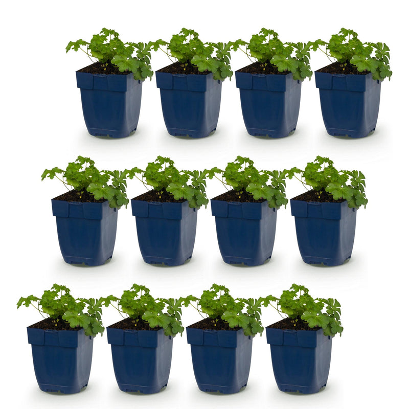 Green boutiQ - Vasteplant - Geranium cant. Cambridge - Ooievaarsbek - Bodembedekkend - Licht Roze - 12 Planten - Pot 11cm - Hoogte 15-25cm