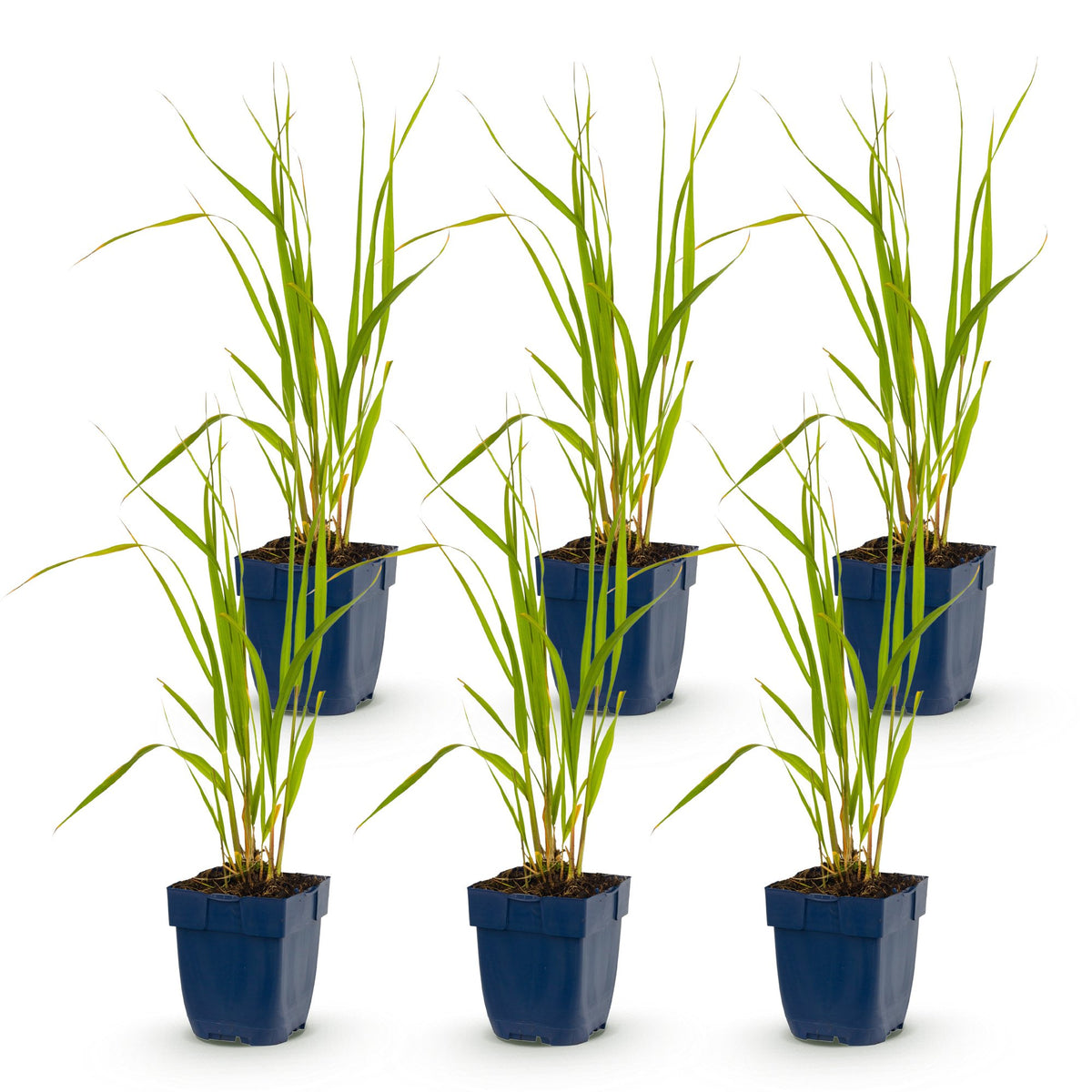 Green boutiQ - Grassen - Molinia caer. Heidebraut - Pijpestrootje - Met Pluim - Groen - 6 Planten - Pot 11cm - Hoogte 15-25cm
