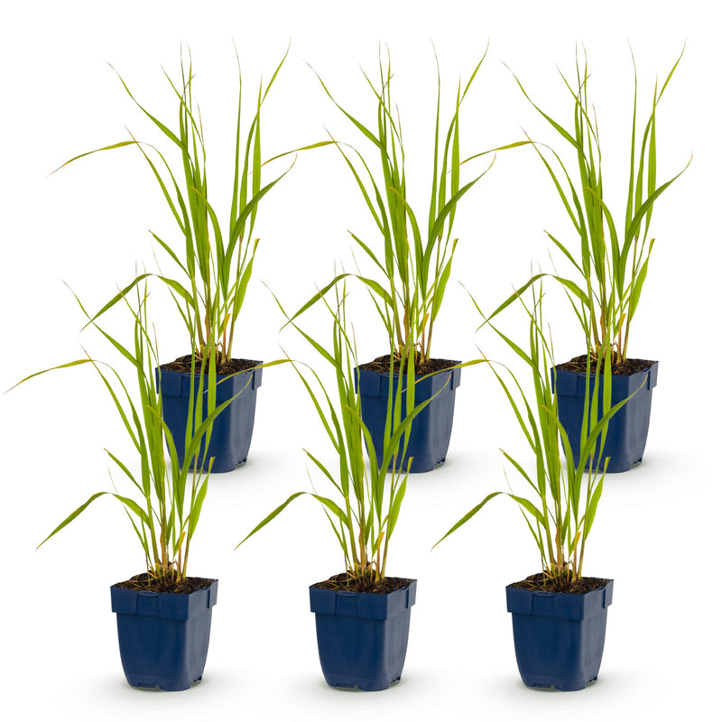 Green boutiQ - Grassen - Molinia caer. Heidebraut - Pijpestrootje - Met Pluim - Groen - 6 Planten - Pot 11cm - Hoogte 15-25cm