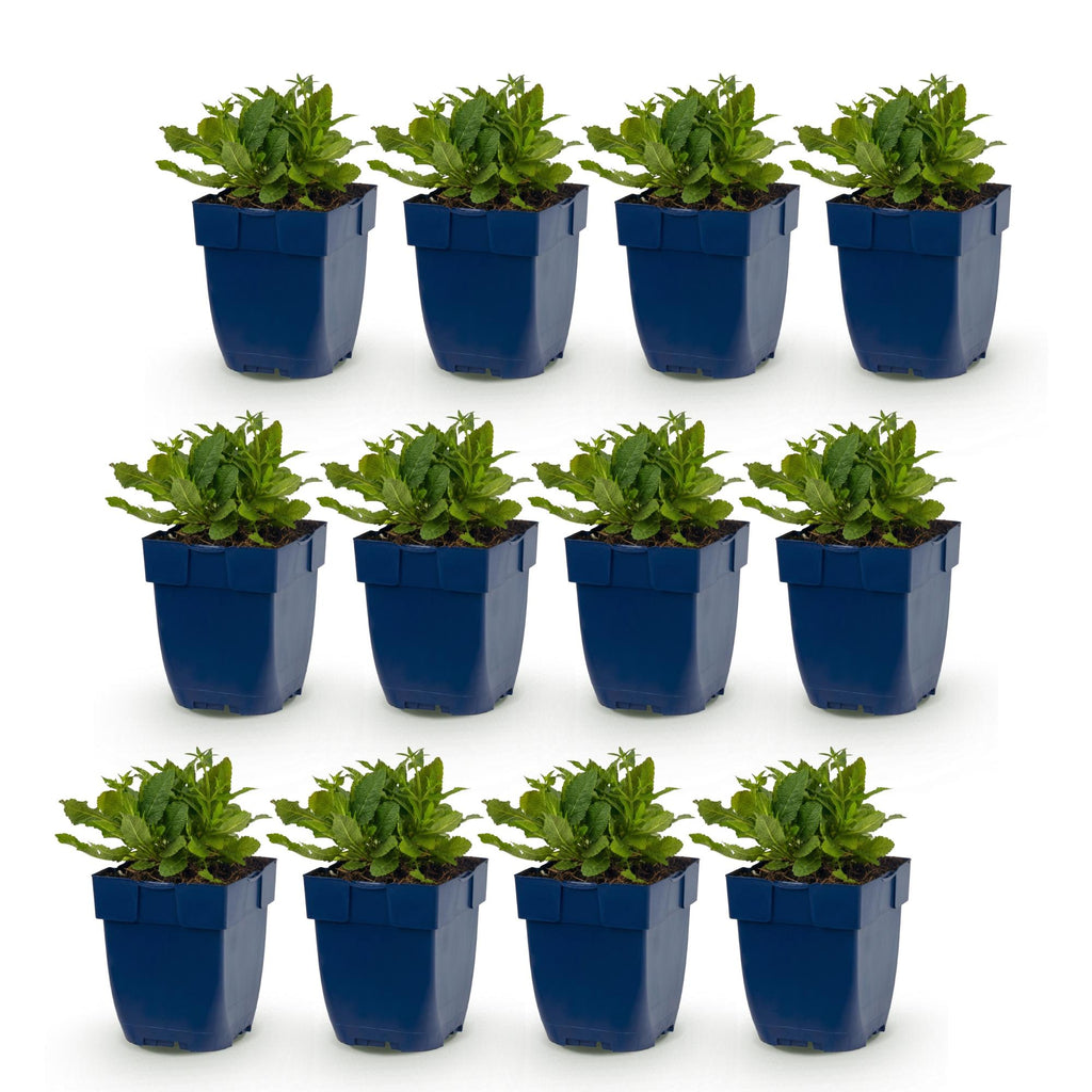 Green boutiQ - Stauden - Salvia nem. Schneehügel - Steppensalbei - Bienen- und Schmetterlingsmagnet - Weiß - 12 Pflanzen - Topf 11cm - Höhe 15-25cm