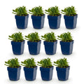 Green boutiQ - Stauden - Salvia nem. Schneehügel - Steppensalbei - Bienen- und Schmetterlingsmagnet - Weiß - 12 Pflanzen - Topf 11cm - Höhe 15-25cm