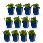 Green boutiQ - Stauden - Salvia nem. Schneehügel - Steppensalbei - Bienen- und Schmetterlingsmagnet - Weiß - 12 Pflanzen - Topf 11cm - Höhe 15-25cm