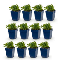 Green boutiQ - Vasteplant - Salvia nem. Schneehügel - Salie - Bijen en Vlinderlokkers - Wit - 12 Planten - Pot 11cm - Hoogte 15-25cm