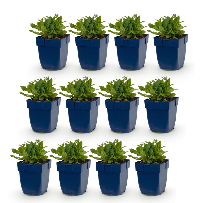 Green boutiQ - Vasteplant - Salvia nem. Schneehügel - Salie - Bijen en Vlinderlokkers - Wit - 12 Planten - Pot 11cm - Hoogte 15-25cm