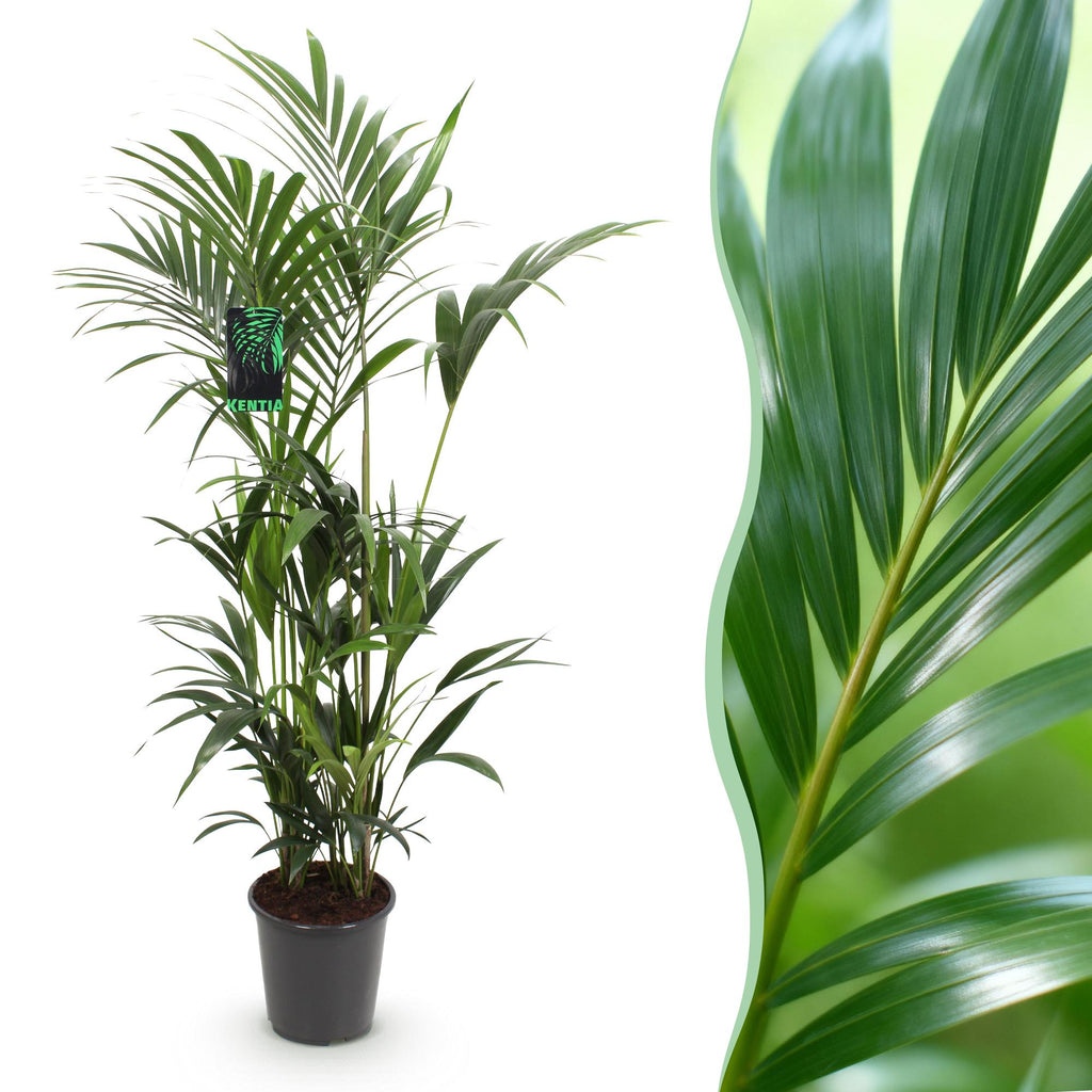 Green boutiQ - Plante d'intérieur - Howea Forsteriana - Palmier Kentia - Entretien facile - Vert - 1 plante - Pot 27cm - Hauteur 160-170cm