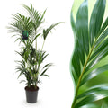 Green boutiQ - Plante d'intérieur - Howea Forsteriana - Palmier Kentia - Entretien facile - Vert - 1 plante - Pot 27cm - Hauteur 160-170cm
