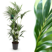 Green boutiQ - Kamerplant - Howea Forsteriana - Kentia Palm - Weinig Onderhoud - Groen - 1 plant - Pot 27cm - Hoogte 160-170cm