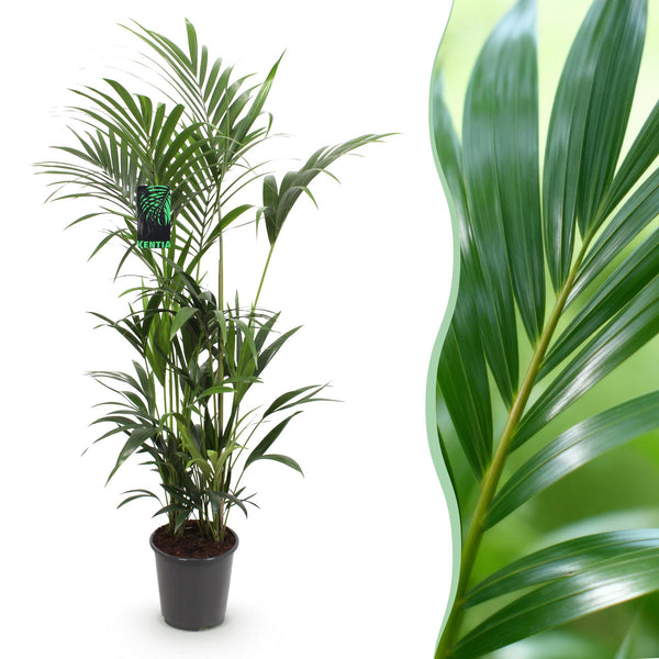 Green boutiQ - Kamerplant - Howea Forsteriana - Kentia Palm - Weinig Onderhoud - Groen - 1 plant - Pot 27cm - Hoogte 160-170cm