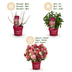 Green boutiQ - Plante de jardin - Hydrangea paniculata Groundbreaker Ruby - Hortensia paniculé - Rustique - Rouge - 4 plantes - Pot 14 cm - Hauteur 20-25 cm