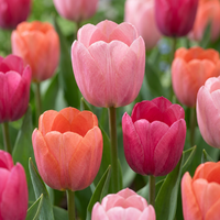 20x Tulipa Positive Vibe - Tulp Positive Vibe - Diversen - Voorjaarsbloeier - Bolmaat 11/12