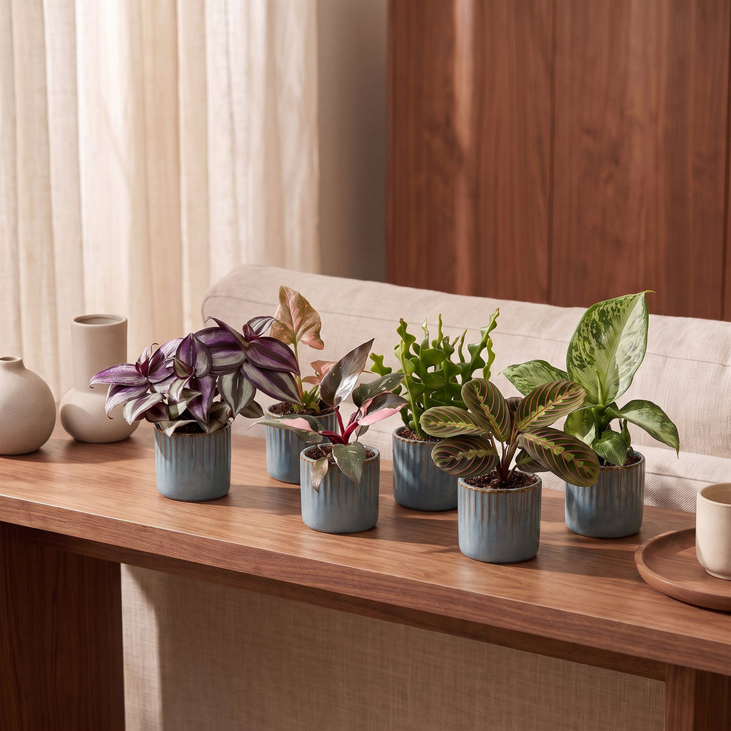 6x Baby Plants Surprise Box - Baby Plants Surprise Box - Various colours - Tropical - incl. Linnea Misty Blue - Ø6cm - ↕5-15cm