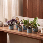 6x Baby Plants Surprise Box - Baby Plants Surprise Box - Various colours - Tropical - incl. Linnea Misty Blue - Ø6cm - ↕5-15cm