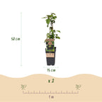 Green boutiQ - Plant fruitier - Rubus fruticosus Black Satin - Mûrier - Rustique - Mûre noire - 2 plantes - Pot 15cm - Hauteur 50cm