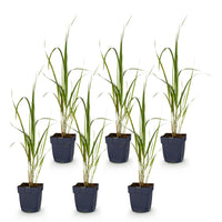 Green boutiQ - Grassen - Molinia arund. Karl Foerster - Pijpestrootje - Met Pluim - Groen - 6 Planten - Pot 11cm - Hoogte 15-25cm