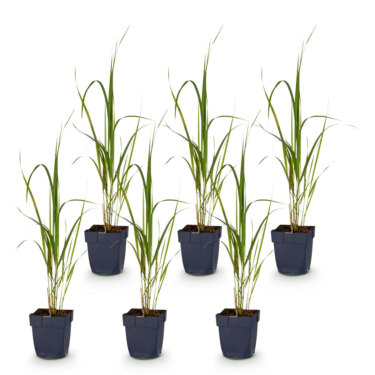 Green boutiQ - Graminées - Molinia arund. Karl Foerster - Molinie faux-roseau - En panache - Vert - 6 Plantes - Pot 11cm - Hauteur 15-25cm