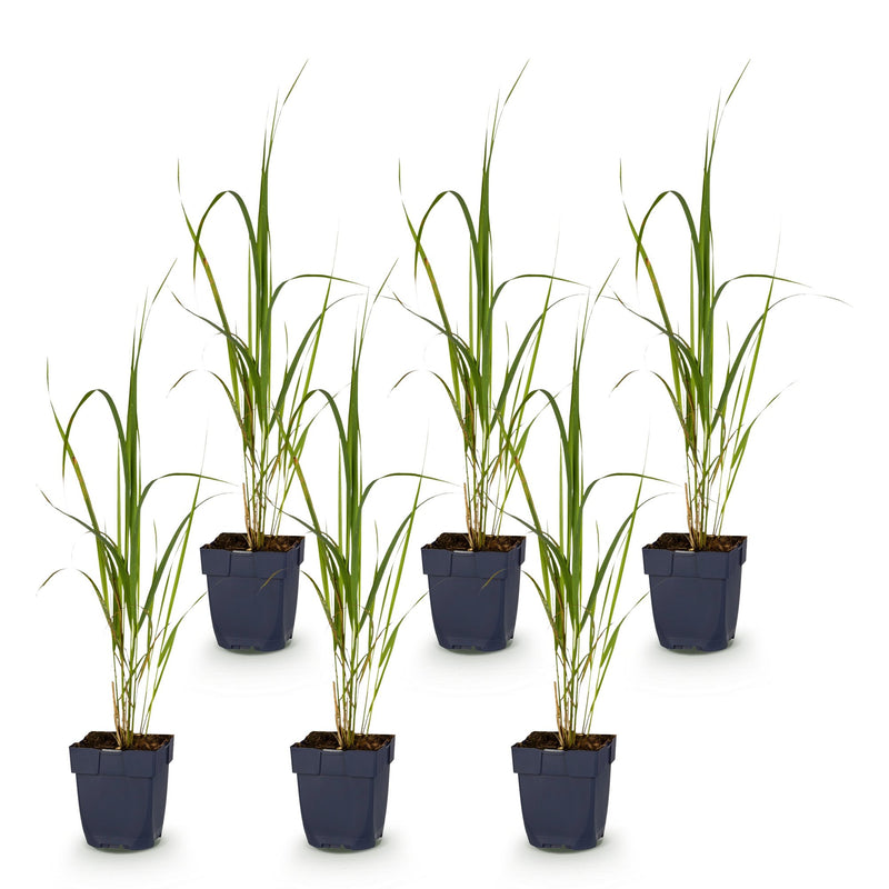 Green boutiQ - Grassen - Molinia arund. Karl Foerster - Pijpestrootje - Met Pluim - Groen - 6 Planten - Pot 11cm - Hoogte 15-25cm