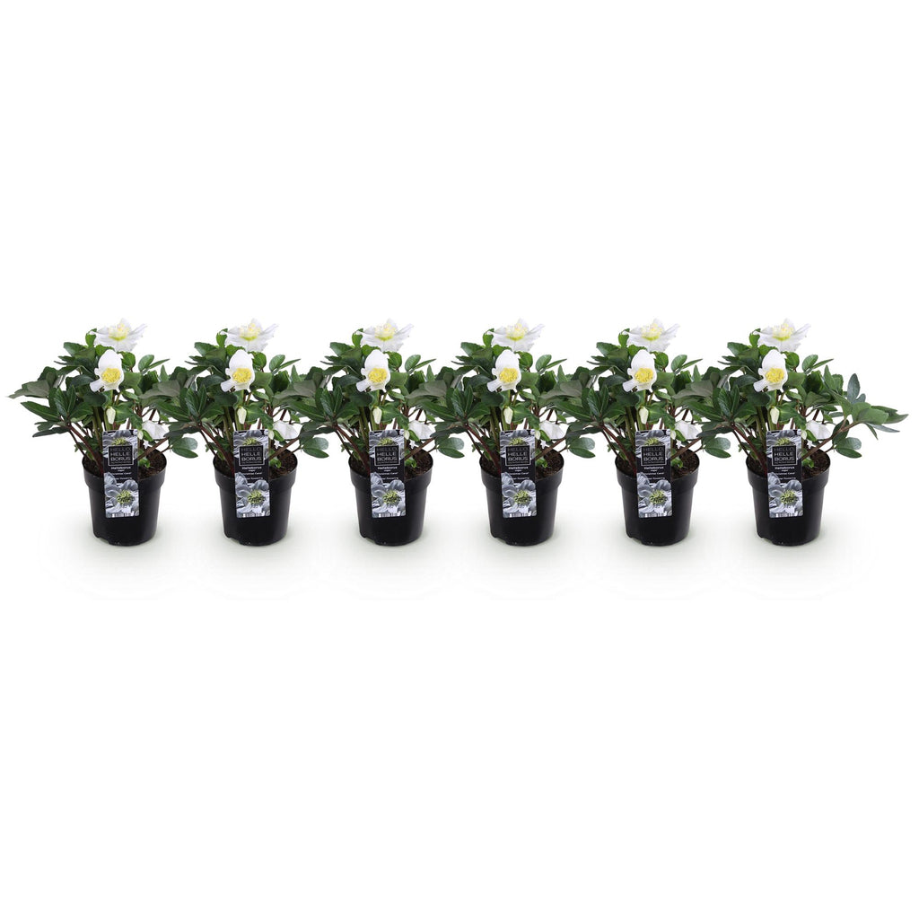 Green boutiQ - Plante de jardin - Rose de Noël - Hellébore Christmas Carol - Fleur Blanche - 6 Plantes - Persistant - Pot 10,5cm Hauteur 25cm