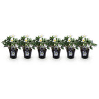 Green boutiQ - Plante de jardin - Rose de Noël - Hellébore Christmas Carol - Fleur Blanche - 6 Plantes - Persistant - Pot 10,5cm Hauteur 25cm