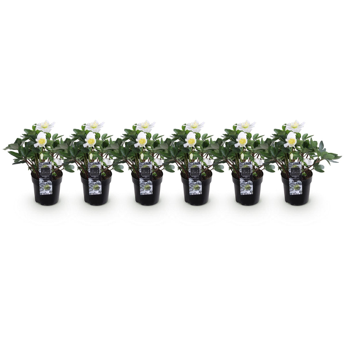 Green boutiQ - Plante de jardin - Rose de Noël - Hellébore Christmas Carol - Fleur Blanche - 6 Plantes - Persistant - Pot 10,5cm Hauteur 25cm